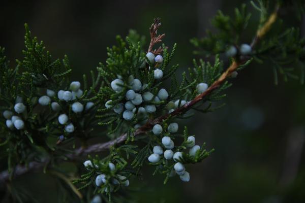 Wacholderbeeren ätherisches Öl - 10 ml